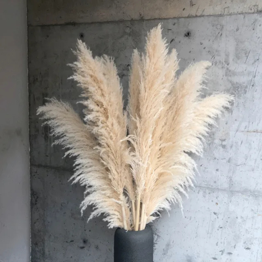 Vornis - Getrocknetes Pampasgras