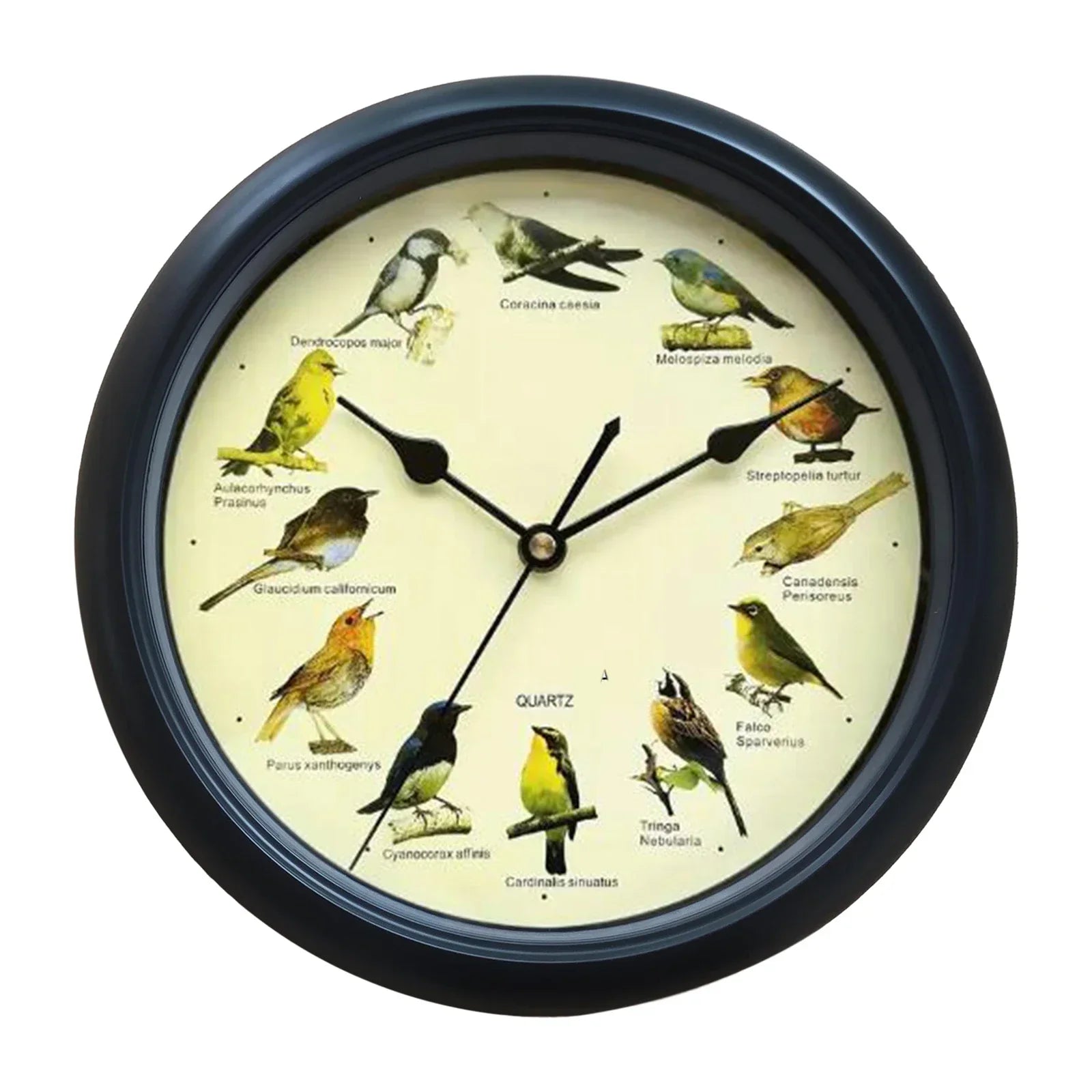 VogelZang - Vogel Wanduhr