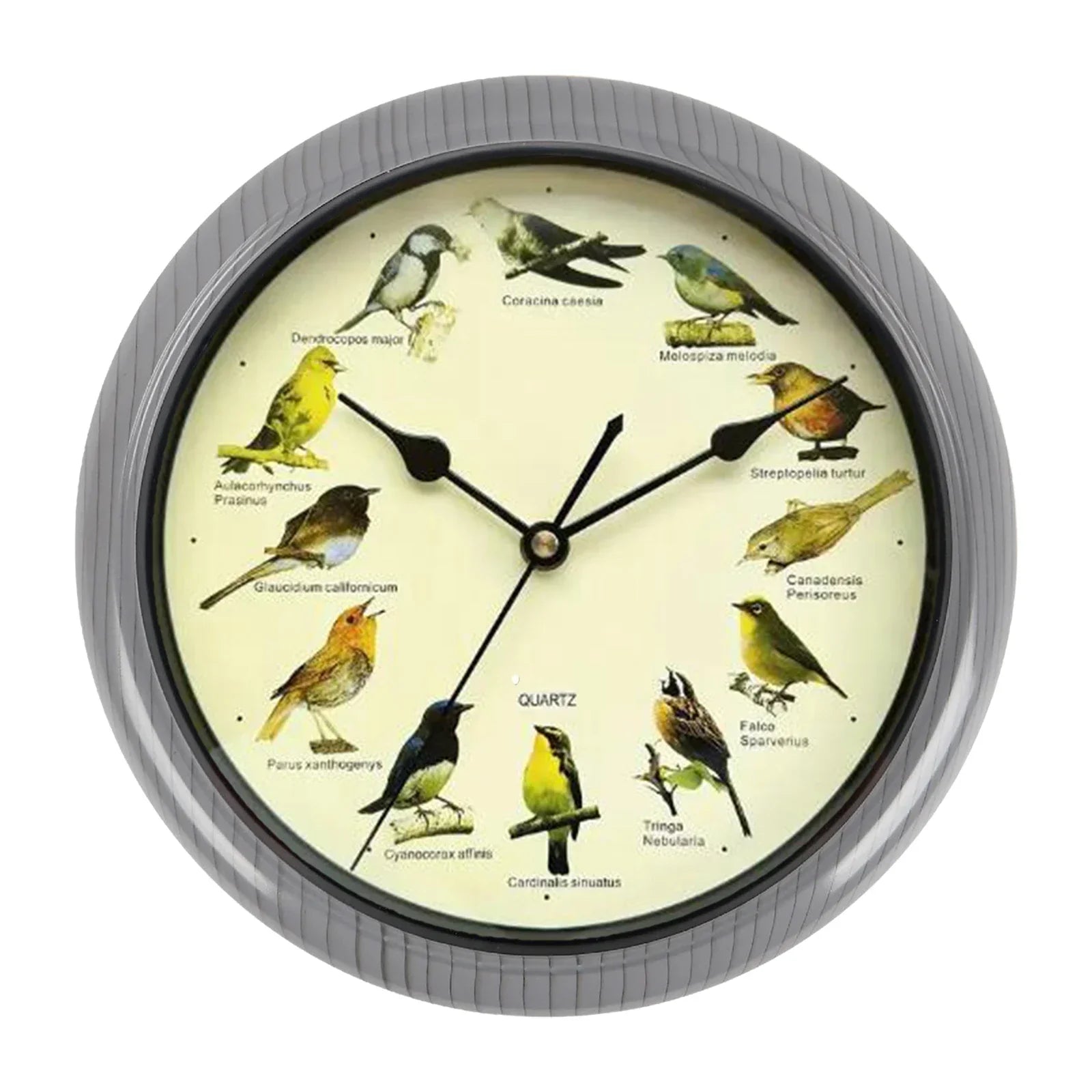 VogelZang - Vogel Wanduhr