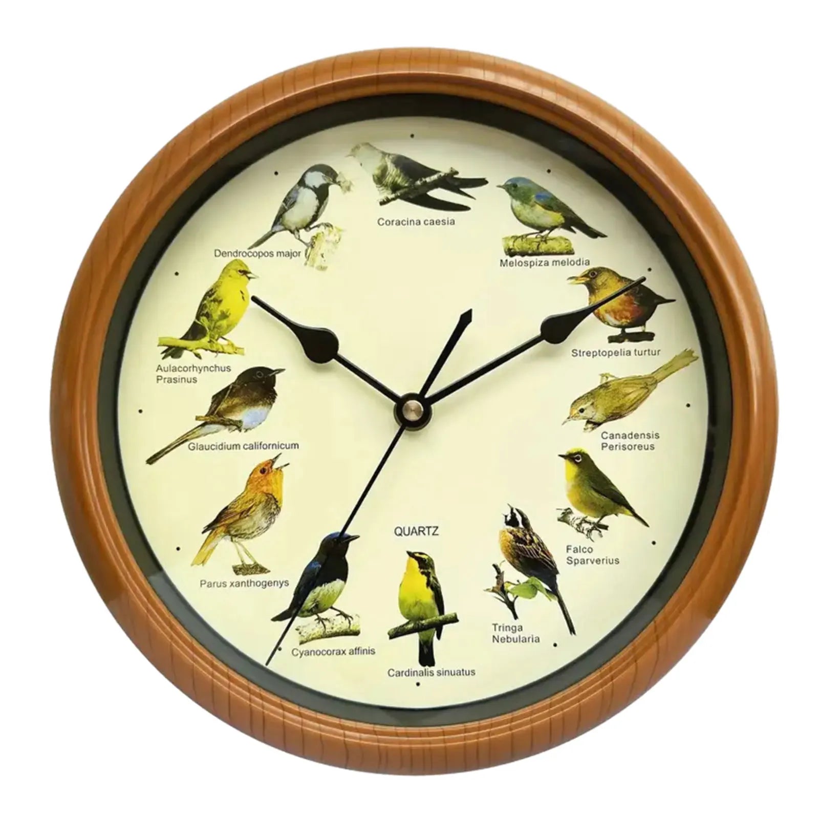 VogelZang - Vogel Wanduhr